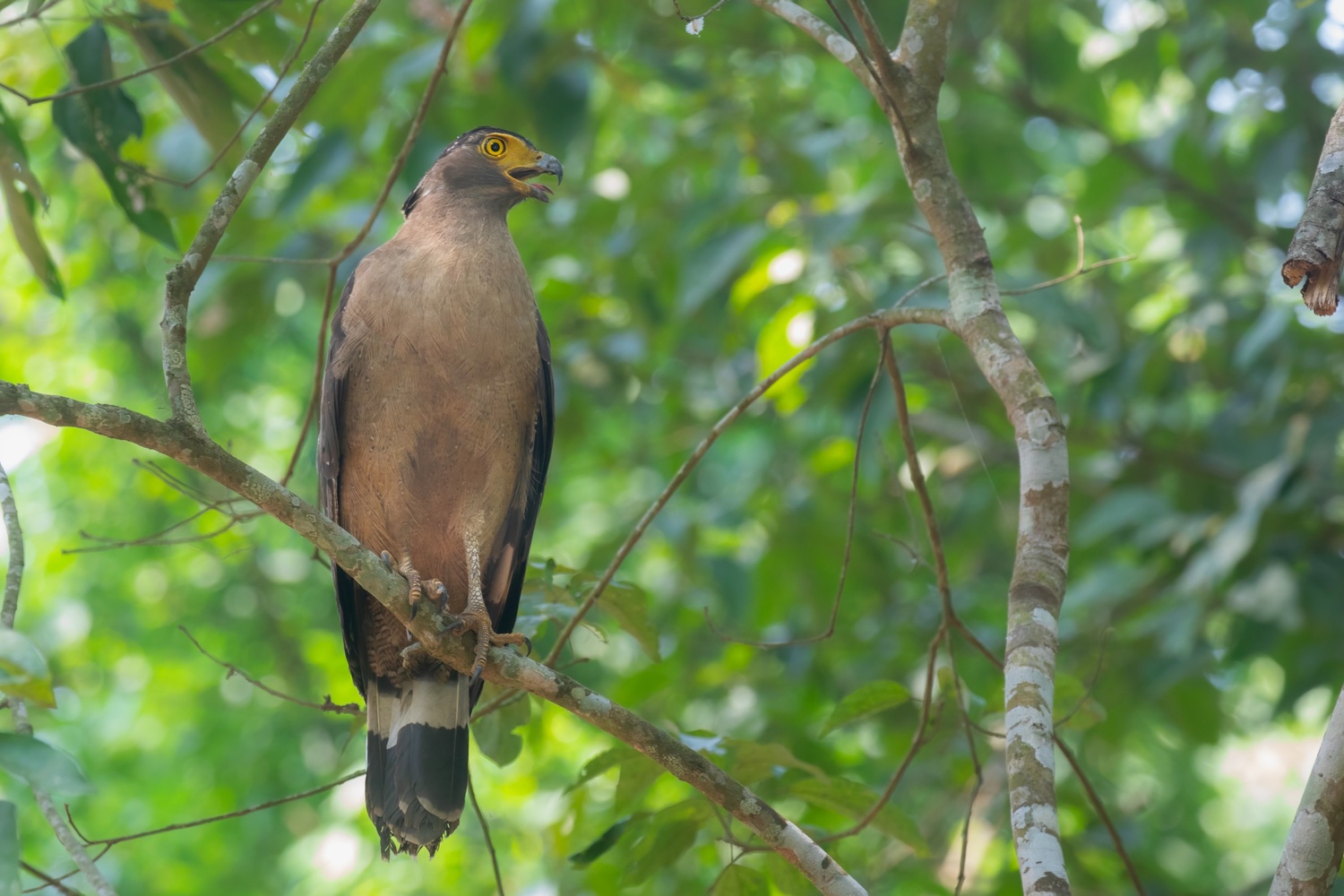 Chitwan Bird Watching Tour – 7 Days